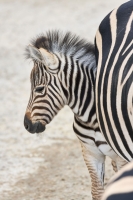Equus quagga burchellii (Gray, 1824)