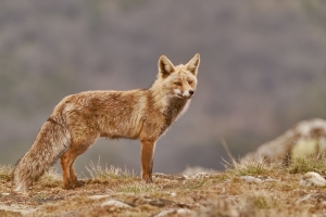 Vulpes vulpes (Linnaeus, 1758)