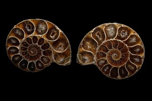 Makes-Ammonite-Beautiful-sharpened
