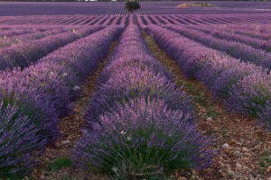 Lavandula × intermedia Emeric ex Loisel.