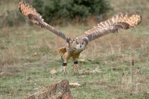 Bubo bubo (Linnaeus, 1758)