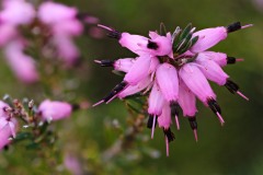 Erica x darleyensis (Bean 1914)