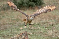 Bubo bubo (Linnaeus, 1758)
