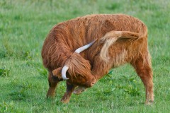 Highland cattle