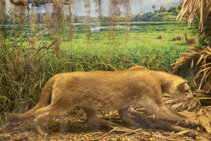 Puma concolor coryi (Bangs, 1899) - Florida panther