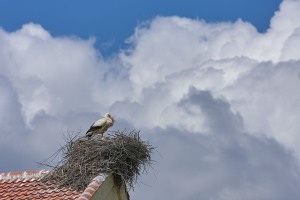 Ciconia ciconia (Linnaeus, 1758) -  White Stork, Cigüena común