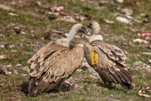 Gyps fulvus (Hablizl, 1783)