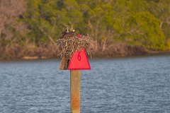 Pandion haliaetus (Linnaeus, 1758) - Osprey, Aguila pescadora