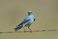 Sialia currucoides (Bechstein, 1798) - Mountain Bluebird