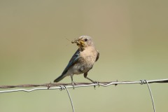 Sialia currucoides (Bechstein, 1798) - Mountain Bluebird