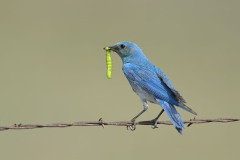 Sialia currucoides (Bechstein, 1798) - Mountain Bluebird