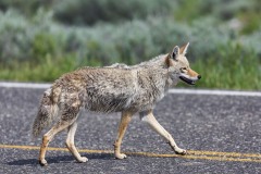 Canis latrans (Say, 1823) - Coyote