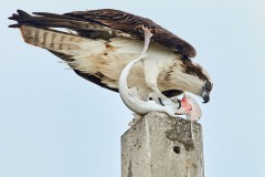 Pandion haliaetus (Linnaeus, 1758)