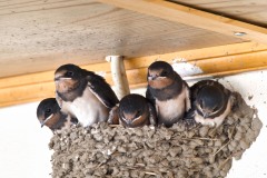 Hirundo rustica (Linnaeus, 1758)