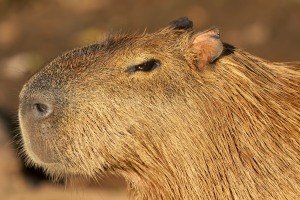 Hydrochaeris hydrochaeris (Linnaeus, 1766) - Capybara, Capivara (Br)