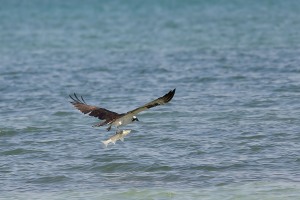 Pandion haliaetus (Linnaeus, 1758) - Osprey, Aguila pescadora