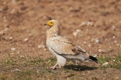 Neophron percnopterus (Linnaeus, 1758)