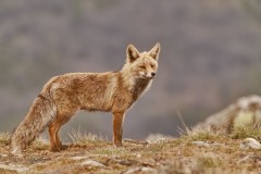 Vulpes vulpes (Linnaeus, 1758)