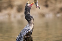 Anhinga anhinga (Linnaeus, 1766)