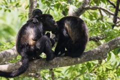 Alouatta palliata (Gray, 1849) - Mantled howling monkey, Mono congo, Mono aullador