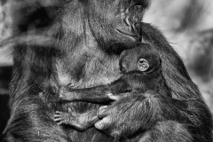 Gorilla gorilla (Savage and Wyman, 1847)