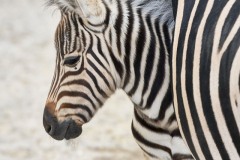 Equus quagga burchellii (Gray, 1824)