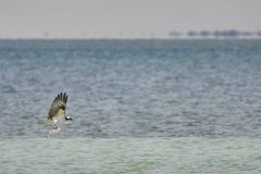 Pandion haliaetus (Linnaeus, 1758) - Osprey, Aguila pescadora