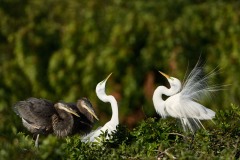 Ardea herodias (Linnaeus, 1758)