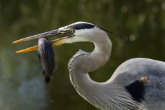 Ardea herodias (Linnaeus, 1758)