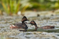 Podiceps nigricollis (Brehm,C. L., 1831)