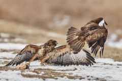 Buteo buteo (Linnaeus, 1758)