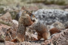 Marmota flaviventris (Audubon and Bachman, 1841)