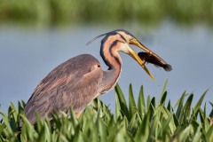 Ardea purpurea (Linnaeus, 1766)