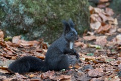 Sciurus vulgaris (Linnaeus, 1758)
