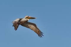 Pelecanus occidentalis (Linnaeus, 1766)