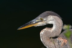 Ardea herodias (Linnaeus, 1758)