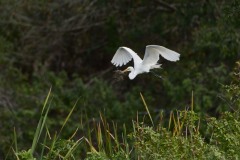 Ardea alba (Linnaeus, 1758)