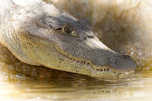 Caiman crocodilus (Linnaeus, 1758) - Spectacled caiman