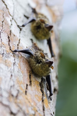 Rhynchonycteris naso (Wied-Neuwied, 1820) - Long-nosed bat