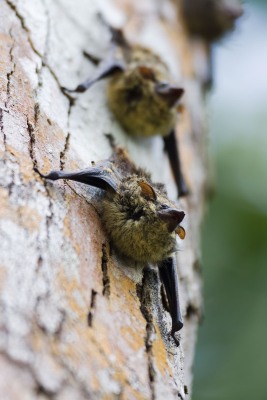 Rhynchonycteris naso (Wied-Neuwied, 1820) - Long-nosed bat