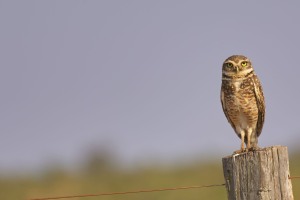 Athene cunicularia (Molina, 1782) - Burrowing Owl, Coruja-buraqueira (Br)