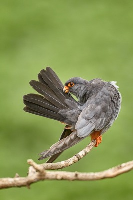Falco vespertinus (Linnaeus, 1766)