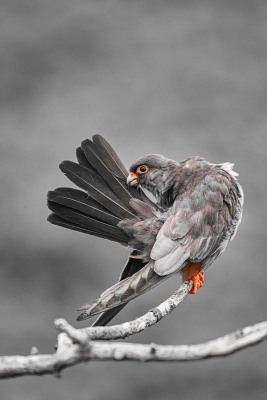 Falco vespertinus (Linnaeus, 1766)