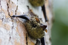 Rhynchonycteris naso (Wied-Neuwied, 1820) - Long-nosed bat