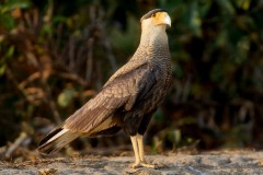 Caracara (Polyborus) plancus (J. F. Miller, 1777)