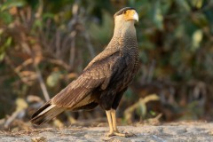 Caracara (Polyborus) plancus (J. F. Miller, 1777)