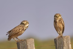 Athene cunicularia (Molina, 1782) - Burrowing Owl, Coruja-buraqueira (Br)