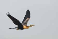 Anhinga anhinga (Linnaeus, 1766)