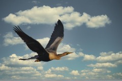 Anhinga anhinga (Linnaeus, 1766)