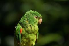 Aratinga leucophthalmus (Muller, 1776) - White-eyed Parakeet, Loro de ala roja